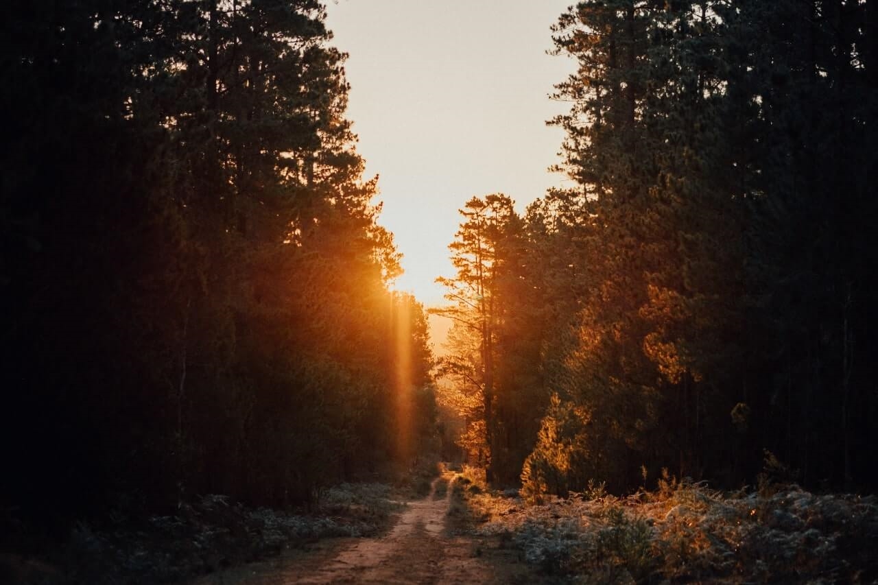 Camping outside with sunlight through trees